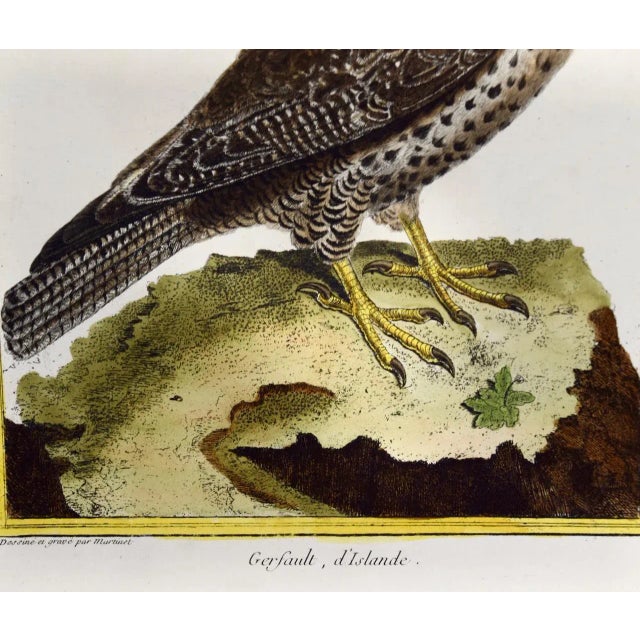 18th Century An Icelandic GyrFalcon: An 18th Century Hand-Colored Engraving by Martinet, 1770 For Sale - Image 5 of 5