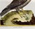 18th Century An Icelandic GyrFalcon: An 18th Century Hand-Colored Engraving by Martinet, 1770 For Sale - Image 5 of 5