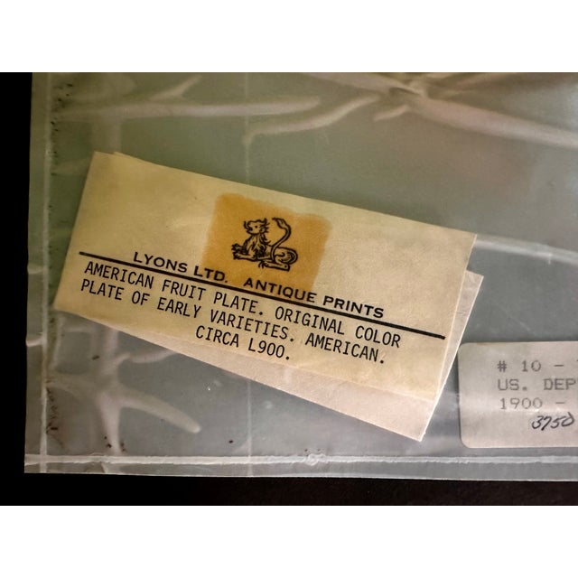 Printmaking Materials Original Antique 1903 Usda York Imperial Apple Chromolithograph | Lyons Ltd. Provenance | Armand Lee Custom Framing | Bertha Heiges For Sale - Image 7 of 16