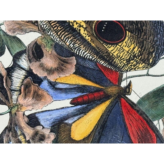 Victorian Style, Framed Butterfly Prints, Gilt, Painted Wood, Usa, 20th C. For Sale - Image 9 of 12