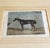 Mid 19th Century Set of 8 Antique English Hand-Colored Equestrian Engravings For Sale - Image 10 of 12