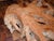 Brutalist Natural Teak Root Coffee Table, 1980s For Sale - Image 3 of 6