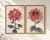 Ruby Petals Diptych – Vintage Japanese Botanical Prints (Set of 2), 12" X 18" For Sale In Buffalo - Image 6 of 8
