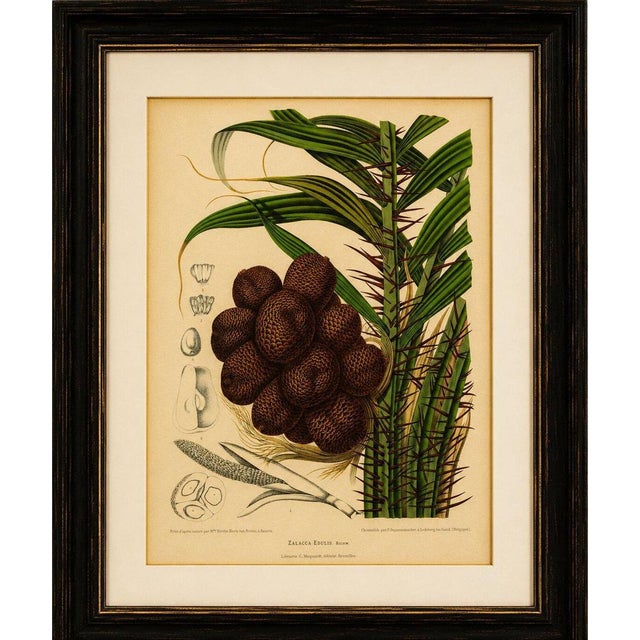 Antique salak palm botanical chromolithograph by hoola van nooten, c. 1880 a magnificent original antique botanical...