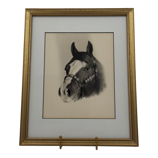 Vintage Western Black and White Horse Portrait Photograph White Blaze For Sale