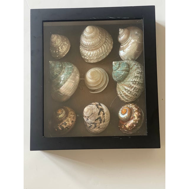 Gorgeous Large Turbo Sea Shell Collection in a Shadow Box For Sale - Image 4 of 5