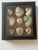 Gorgeous Large Turbo Sea Shell Collection in a Shadow Box For Sale - Image 4 of 5