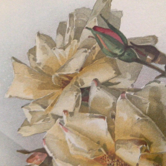Paul De Longpre 1905 Framed Yellow Roses Lithograph Printed by the Grey Litho. Company, New York For Sale - Image 12 of 13