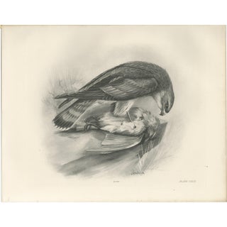 Antique Merlin Falcon with Prey Print by Lilian M. Medland, 1908 For Sale