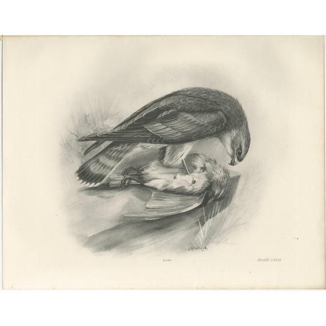 Antique Merlin Falcon with Prey Print by Lilian M. Medland, 1908 For Sale