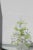 Glass 20th Century Italian/Venetian Blown Glass Botanical Candelabra For Sale - Image 7 of 8
