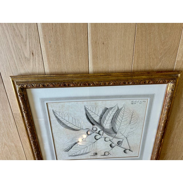 Transitional Dennis & Leen Botanical Print With Gilded Frame – DL-Art 31 For Sale - Image 3 of 8