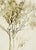 Illustration 1982 Original Hand Printed Etching “Sketch of a Tree” For Sale - Image 3 of 5