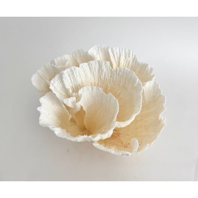 White Natural White Poca Coral Specimen For Sale - Image 8 of 8