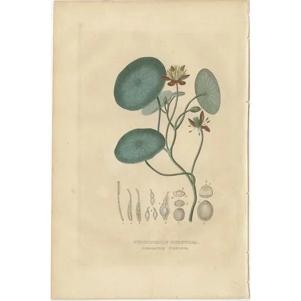 Drapiez, Heritage Blossoms, 1845, Hand-Colored Engravings, Set of 3 For Sale - Image 4 of 6