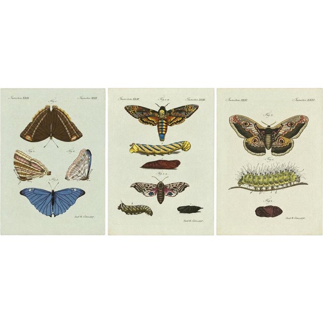 Bertuch, Set of Three Antique Butterfly and Moth Prints, Engraving For Sale - Image 9 of 9