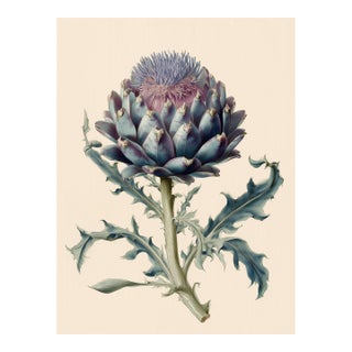 Botanical Study of Cardoon (Cynara Cardunculus) — Antique Botanical Fine Art Print For Sale