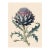 Botanical Study of Cardoon (Cynara Cardunculus) — Antique Botanical Fine Art Print For Sale