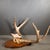 Rustic Vintage Mounted Deer Antlers With Original Tag For Sale - Image 3 of 4