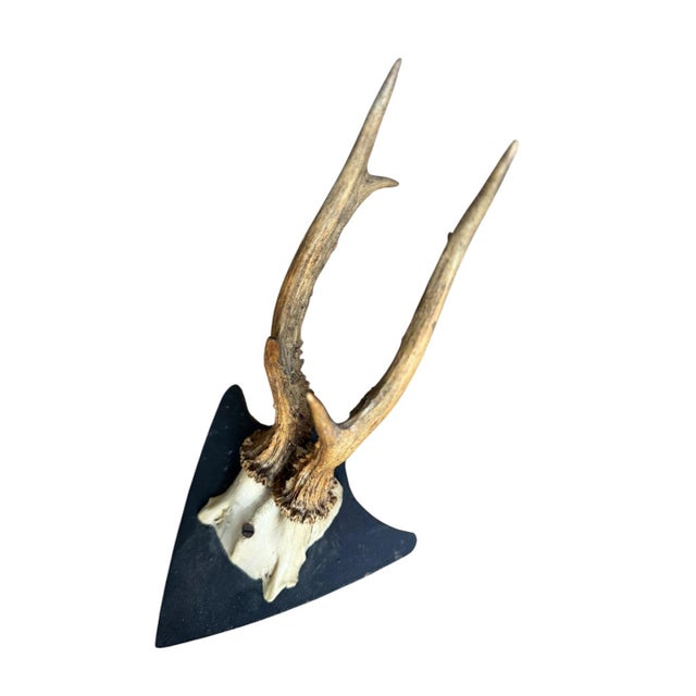 1900s Roe Deer Trophy Black Forest Mount Antlers For Sale - Image 4 of 5