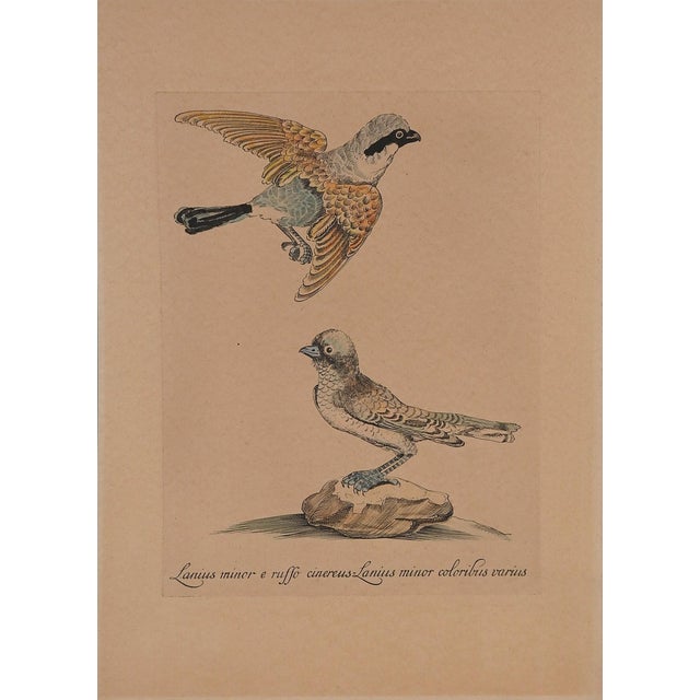 Mid 20th Century Shrike HandColored Etching Chairish