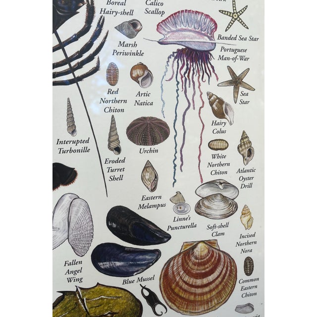Nautical Poster of Shells & Beach Life of the New England Coast Framed Under Glass For Sale - Image 4 of 9