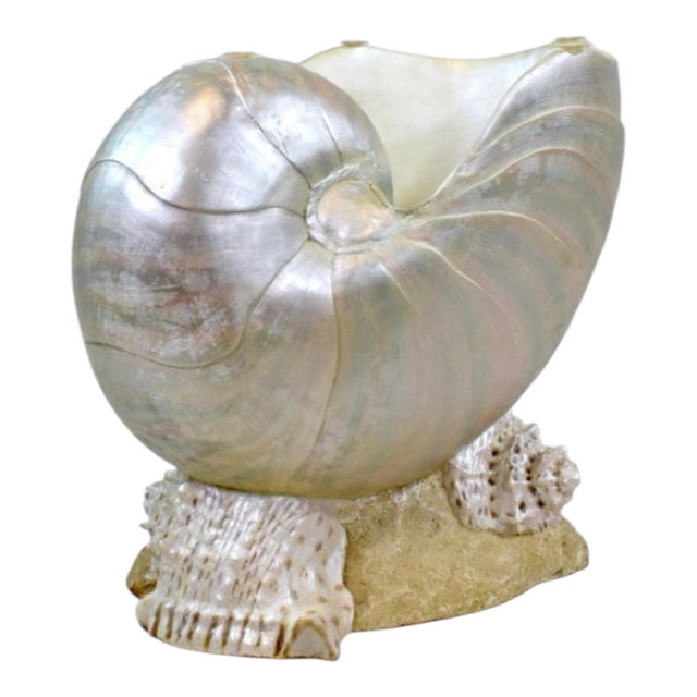 Shell 1970s Monumental Nautilus Shell Coffee or Side Table For Sale - Image 7 of 7