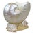 Shell 1970s Monumental Nautilus Shell Coffee or Side Table For Sale - Image 7 of 7
