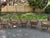Rare Set of 5 Nichols and Stone Windsor Chairs For Sale In New York - Image 6 of 8