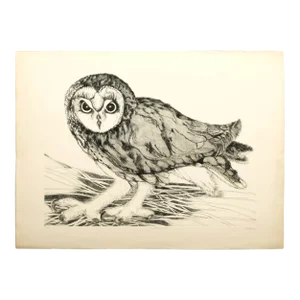 "Short-Eared Owl" Etching by Christine McGinnis, Printed by David Lynch Ca. 1965