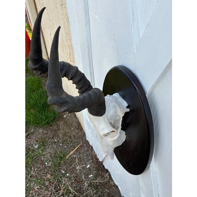 Great condition. minor ware. Super quality. Please see photos as they are considered part of the description. African Red...