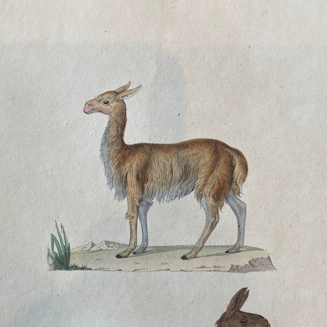 French French Antique 18th Century "Lama" Animal Engraving Hand Colored Signed Artwork For Sale - Image 3 of 9