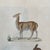 French French Antique 18th Century "Lama" Animal Engraving Hand Colored Signed Artwork For Sale - Image 3 of 9