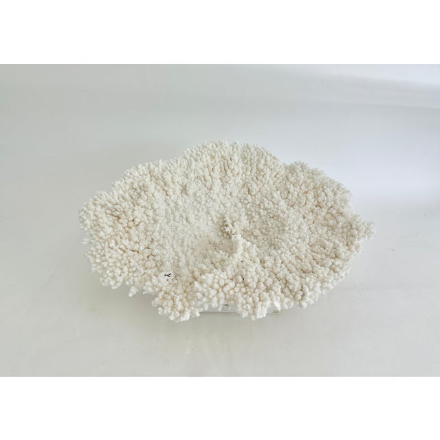 Natural Table Coral on Acrylic Base For Sale - Image 4 of 8