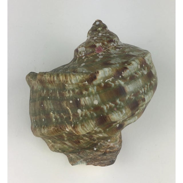 A beautiful natural specimen. Turbo marmoratus is a large species of marine gastropod with a calcareous operculum in the...