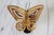 Mid-Century Modern MId-Century Brutalist Brass Butterfly on Wood Stand For Sale - Image 3 of 9