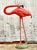 Mid 20th Century Vintage Mid-Century Modern Monumental Fiberglass Tall Flamingo For Sale - Image 5 of 6