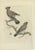 Late 18th Century Sepp, Nozeman & Houttuyn, The Bohemian Waxwing, 1797, Print For Sale - Image 5 of 5