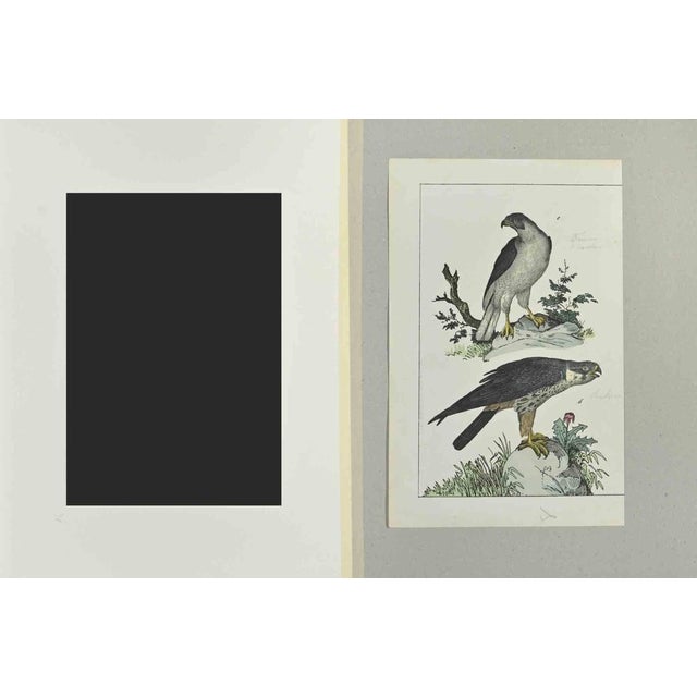 Singing Falcon is an Etching hand colored realized by Gotthilf Heinrich von Schubert - Johann Friedrich Naumann,...