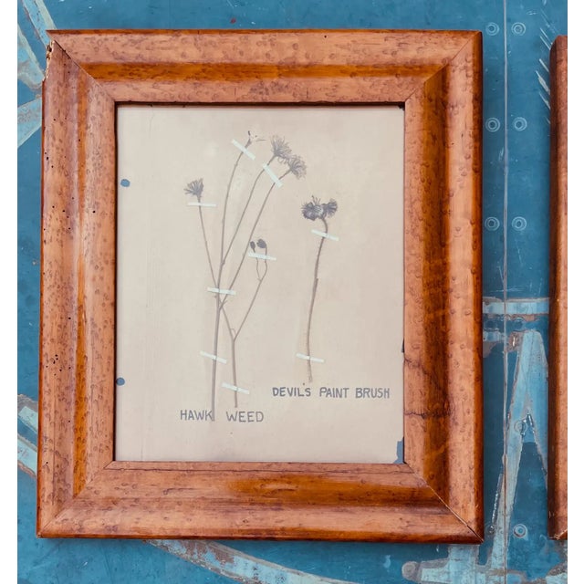 Pair Antique Pressed Wildflowers Botanicals Herbarium Specimens 1936 Beautifully Displayed in Antique Birdseye Maple Frames For Sale - Image 4 of 9