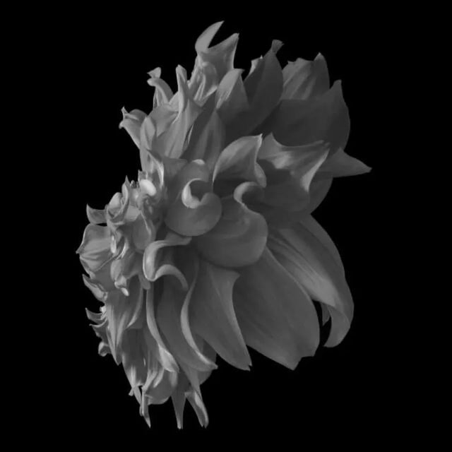 Black Dahlia #16 is a gorgeous black and white Archival Inkjet Print by contemporary photographer Philip Gatward. This is...