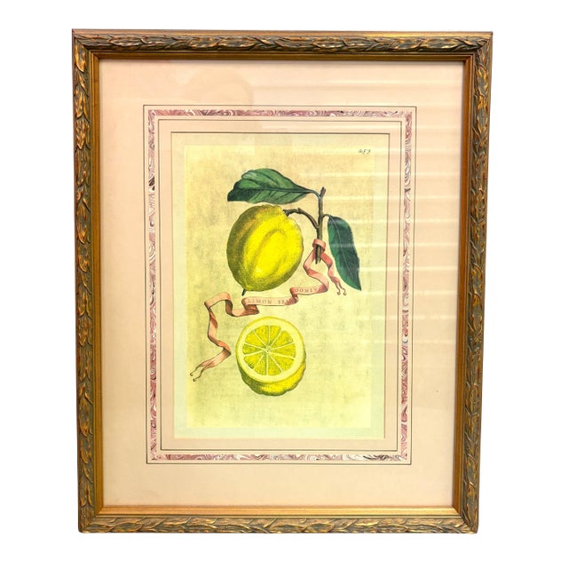 Vintage Framed “Limon Sbardonius” Lemon Citrus Botanical Print After Giovanni Battista Ferrari For Sale