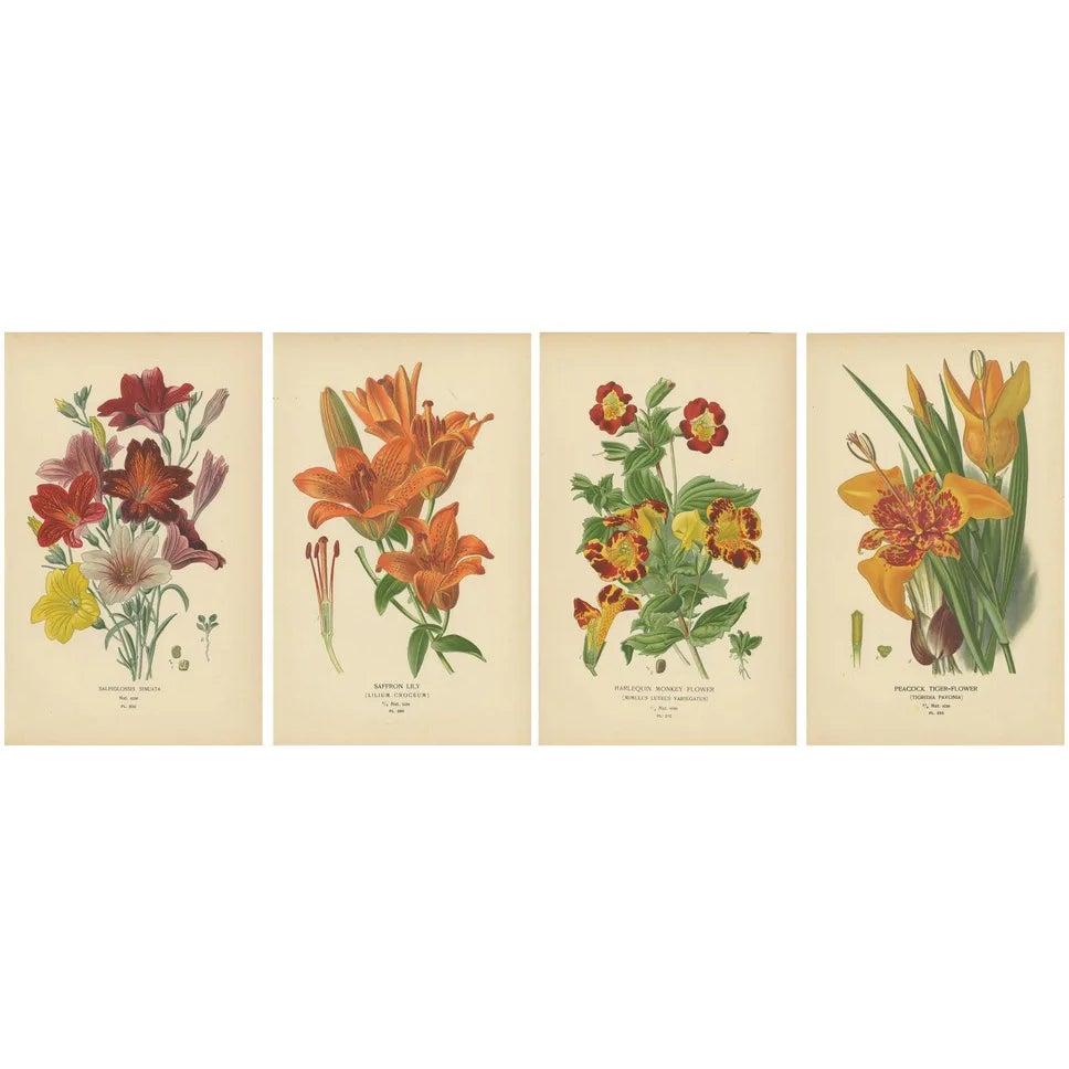 Exotic Flowers, Paper, Set of 4 | Chairish