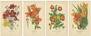 Exotic Flowers, Paper, Set of 4