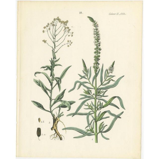 Calwer, Botanical Plates of Technical Plants, 1854, Prints, Set of 12 For Sale - Image 11 of 15