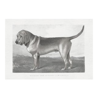 Cassell Dogs; Bloodhound, Unframed Artwork For Sale