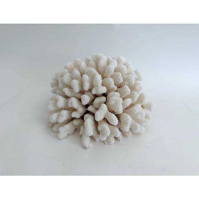 This large natural Cluster Coral has a unique organic texture and this piece displays well from all sides. It has a cut...