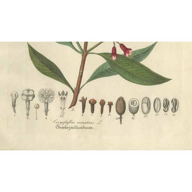 Caryophyllus Aromaticus, 1800s, Paper For Sale - Image 5 of 10