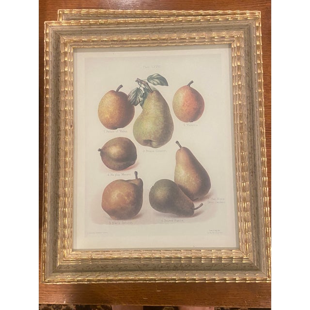 1990s 1990s Chelsea House Set of 4 Pear Prints For Sale - Image 5 of 9