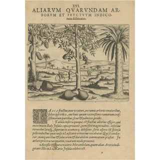 Theodore de Bry, Tropical Abundance: The Jackfruit and Palm Trees in 1601, Engraving on Paper For Sale